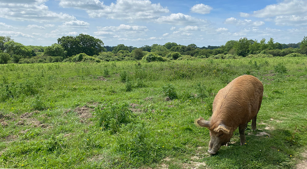 Tamworth pig at Knepp